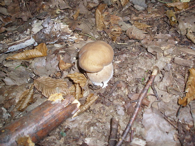 hríb dubový Boletus reticulatus Schaeff.