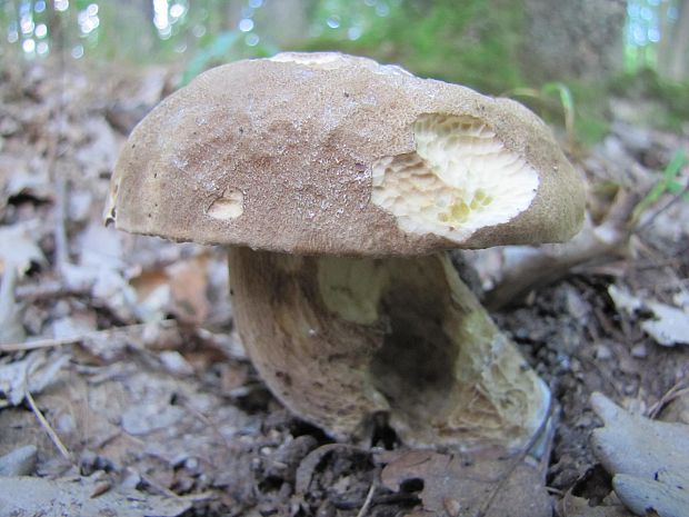 hríb dubový Boletus reticulatus Schaeff.