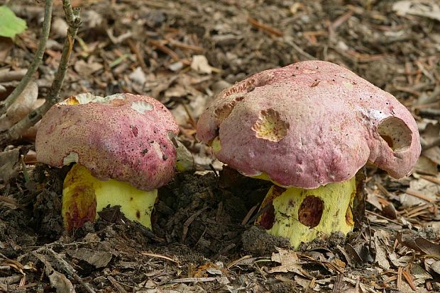 hríb kráľovský Butyriboletus regius (Krombh.) D. Arora & J.L. Frank