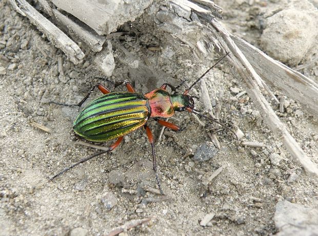 bystruška zlatá / střevlík zlatolesklý Carabus (Chrysocarabus) auronitens subsp. auronitens Fabricius, 1792