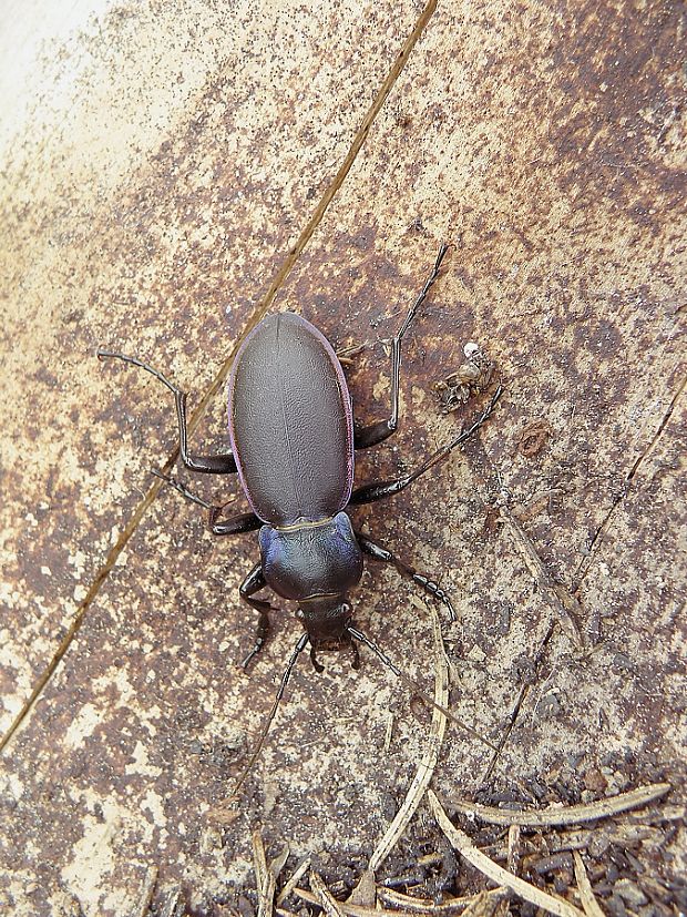 bystruška fialová / střevlík fialový Carabus (Megodontus) violaceus Linnaeus, 1758