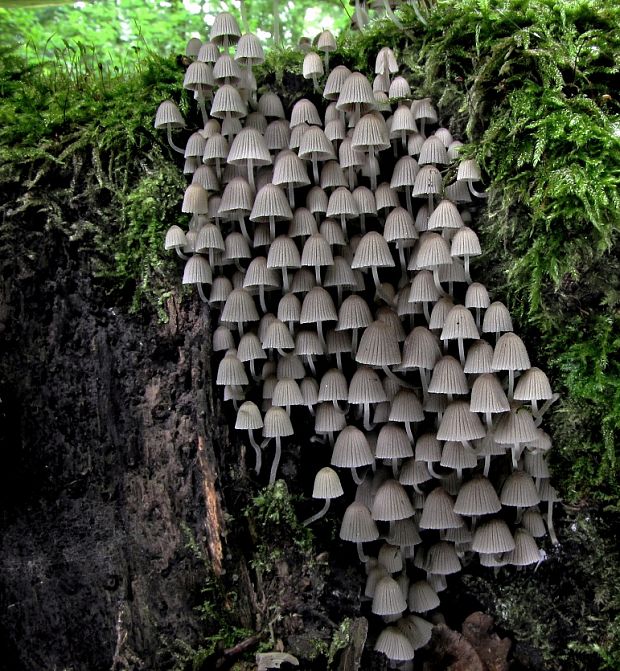 hnojník rozsiaty Coprinellus disseminatus (Pers.) J.E. Lange