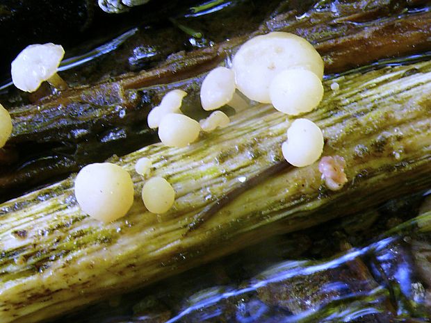 vodnička potoční - Vodnička obyčajná Cudoniella clavus (Alb. & Schwein.) Dennis