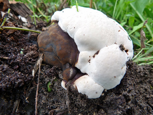 lesklokôrovka Ganoderma sp.