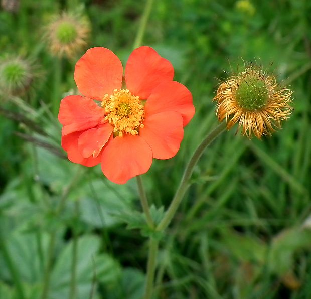 kuklík šarlatový Geum coccineum Sibth. & Sm.