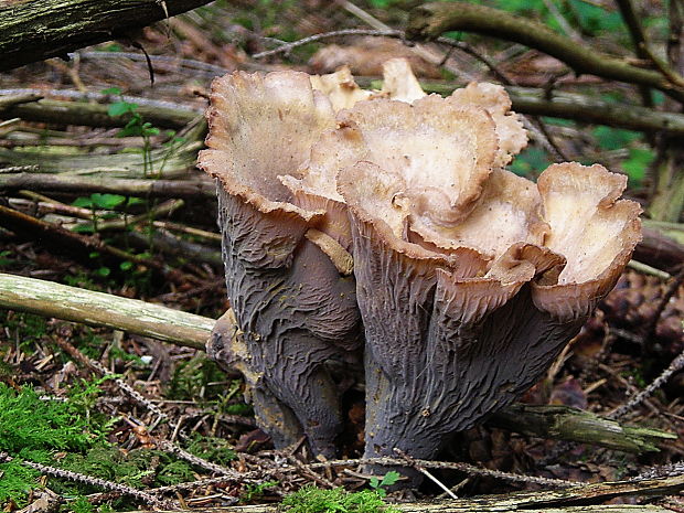 lievikovec kyjakovitý Gomphus clavatus (Pers.) Gray