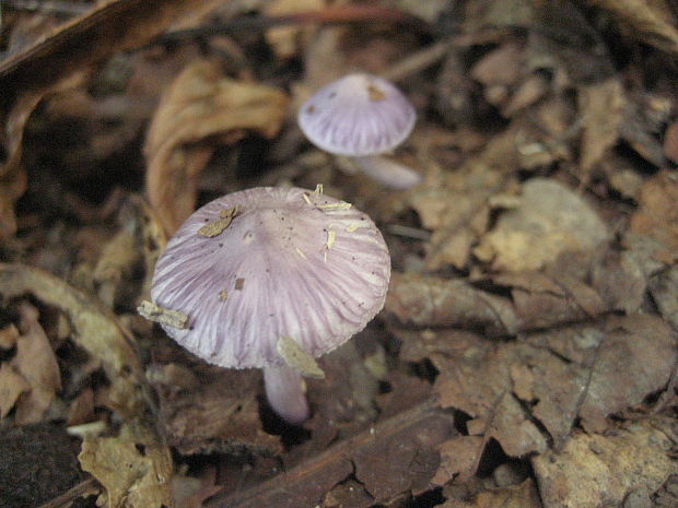 vláknica hlinovolupeňová Inocybe geophylla (Bull.) P. Kumm.