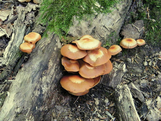 šupinačka menlivá Kuehneromyces mutabilis (Schaeff.) Singer & A.H. Sm.