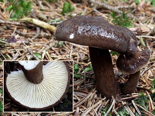 rýdzik čiernozamatový Lactarius lignyotus Fr.