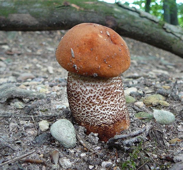 kozák dubový Leccinum aurantiacum (Bull.) Gray