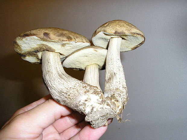 kozák hrabový Leccinum pseudoscabrum (Kallenb.) Šutara