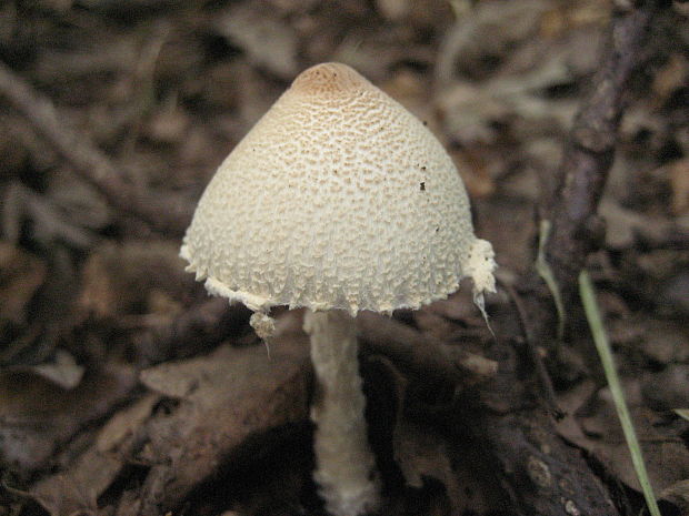 bedlička vlnatá Lepiota clypeolaria (Bull.) P. Kumm.