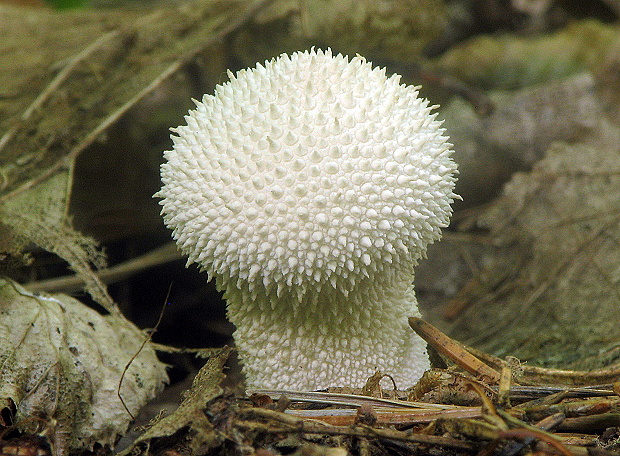 prášnica bradavičnatá Lycoperdon perlatum Pers.