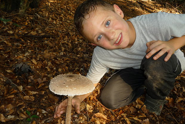 bedľa vysoká Macrolepiota procera