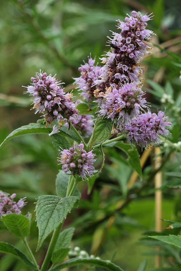 mäta  Mentha L.