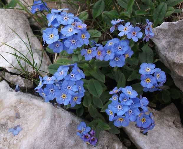 nezábudka alpínska Myosotis alpestris ssp.olympica F. W. Schmidt