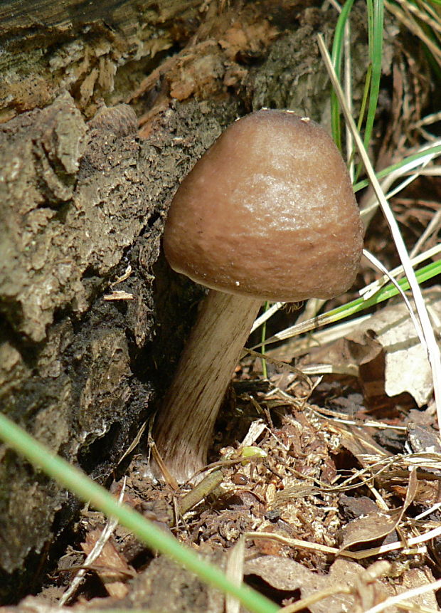 štítovka jelenia Pluteus cervinus (Schaeff.) P. Kumm.