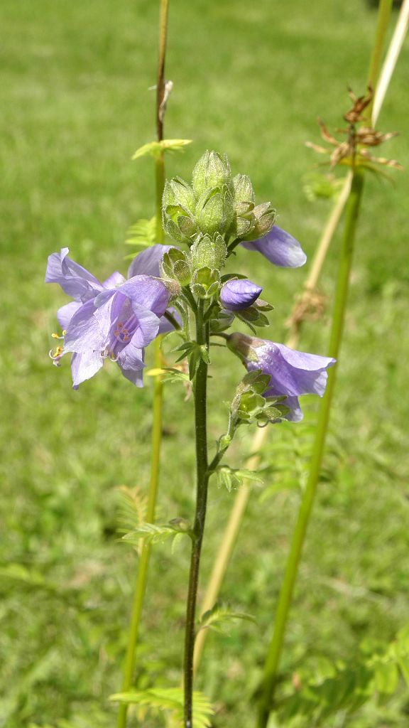 vojnovka belasá Polemonium caeruleum L.