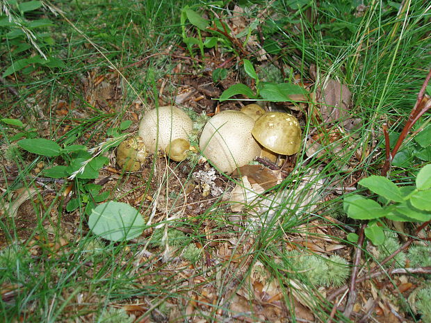 suchohríb cudzopasný Pseudoboletus parasiticus (Bull.) Šutara