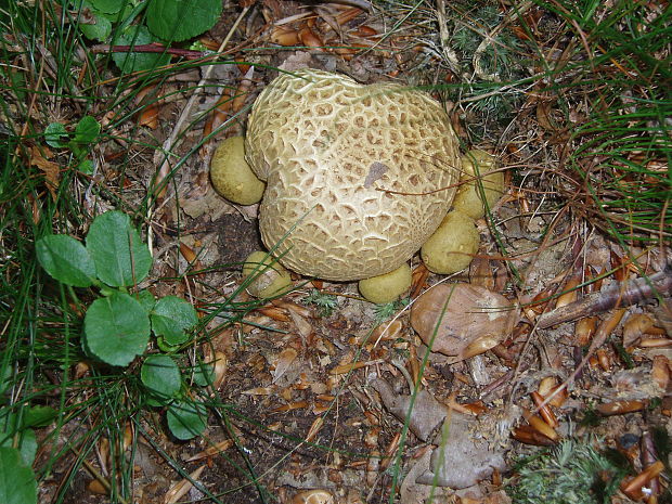 suchohríb cudzopasný Pseudoboletus parasiticus (Bull.) Šutara