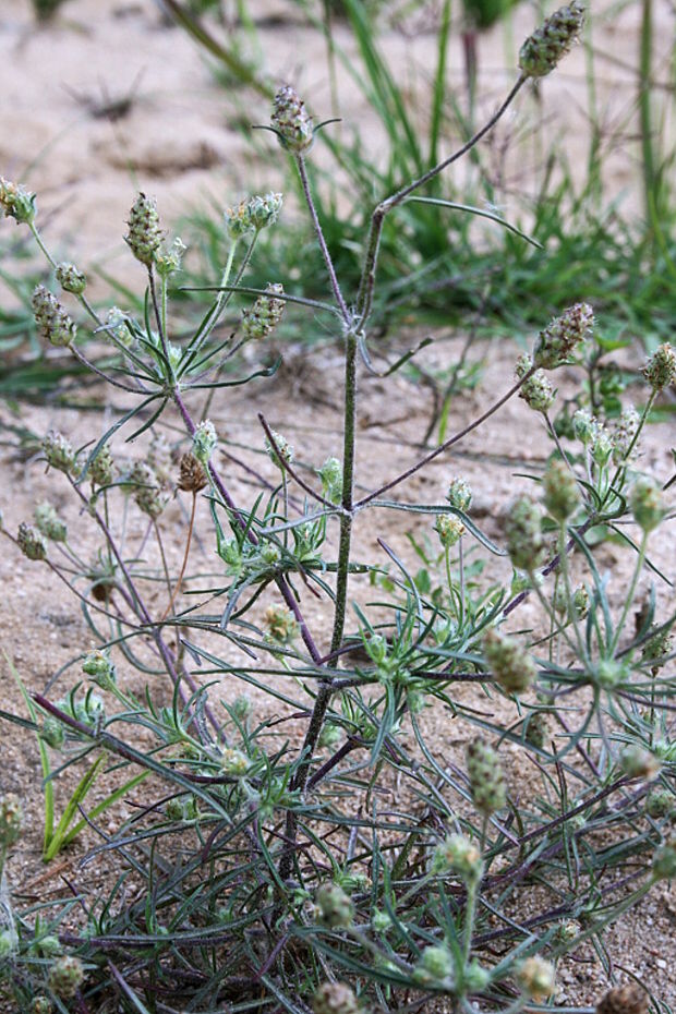 skorocelovec piesočný Psyllium arenarium (Waldst. et Kit.) Mirb.