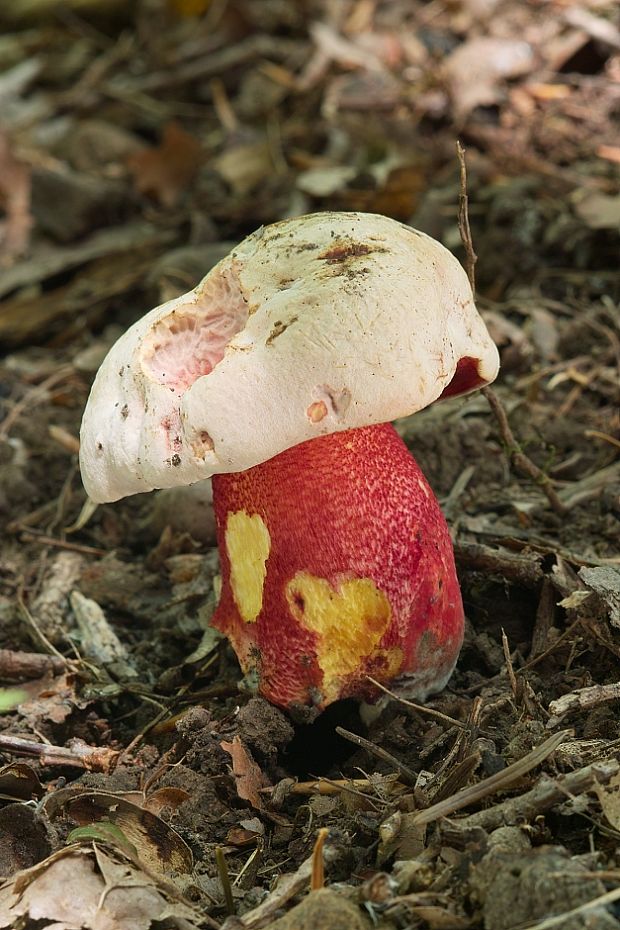 hríb purpurový Rubroboletus rhodoxanthus Kuan Zhao &amp; Zhu L. Yang