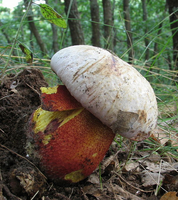 hríb purpurový Rubroboletus rhodoxanthus Kuan Zhao &amp; Zhu L. Yang