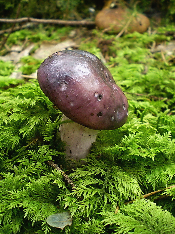 plávka modrastá Russula cyanoxantha (Schaeff.) Fr.