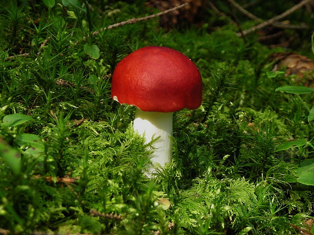 plávka Russula sp.