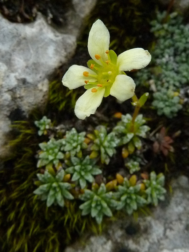 lomikameň sivý Saxifraga caesia L.