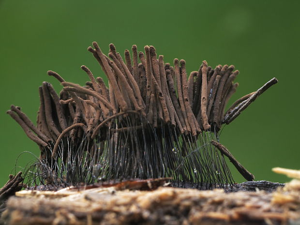 pazderka Stemonitis sp.