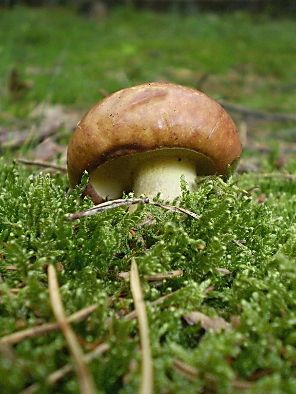 masliak zrnitý Suillus granulatus (L.) Roussel