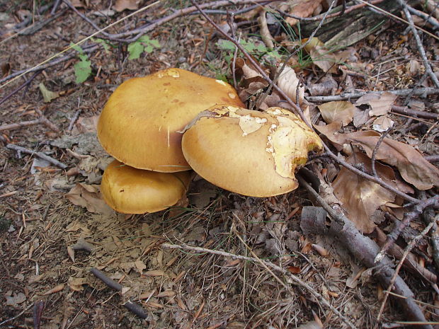 masliak smrekovcový Suillus grevillei (Klotzsch) Singer