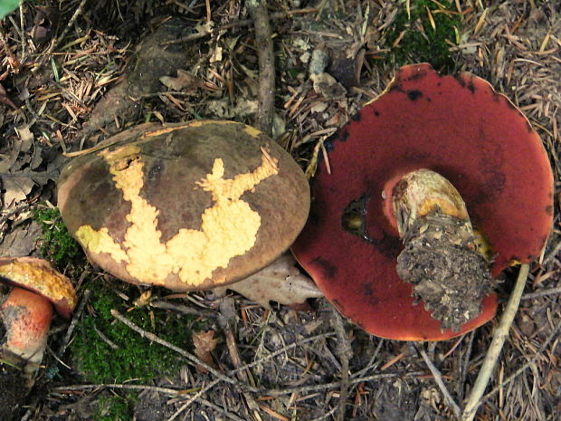 hríb zrnitohlúbikový Sutorius luridiformis (Rostk.) G. Wu & Zhu L. Yang