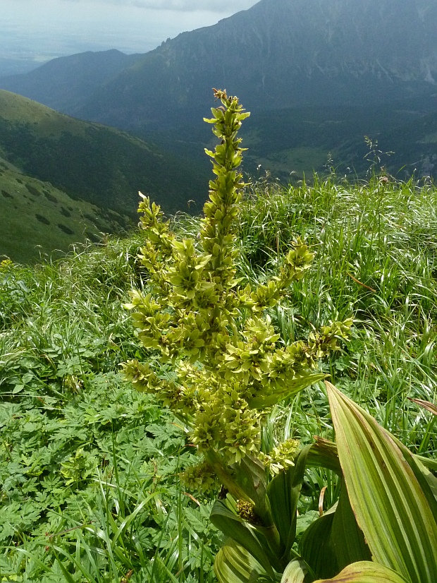 kýchavica biela lobelova Veratrum album subsp. lobelianum (Bernh.) Arcang.