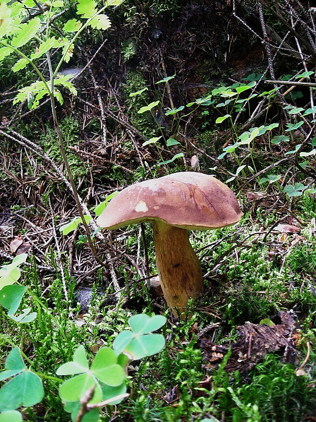 suchohríb Xerocomus sp.