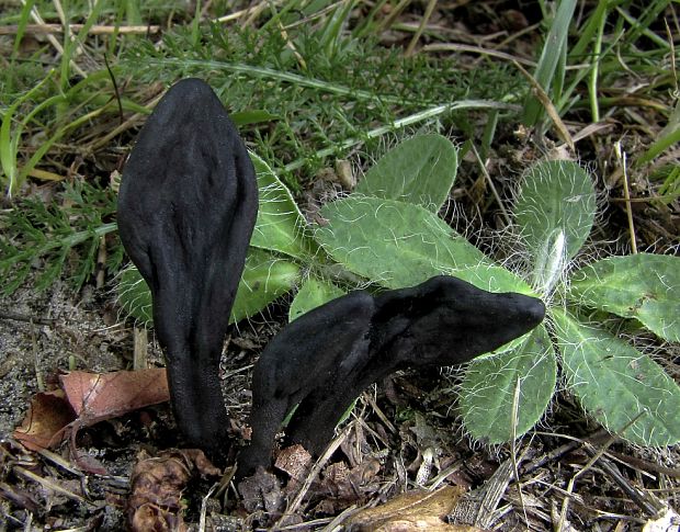 pazoubek Cookeův geoglossum cookeanum Nannf.