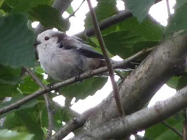 mlynárka dlhochvostá Aegithalos caudatus