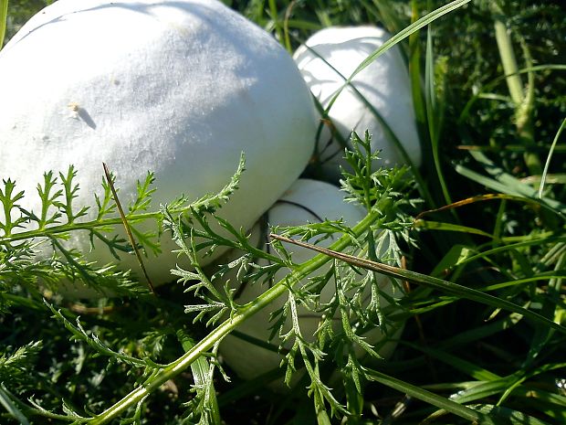 pečiarka Agaricus sp.