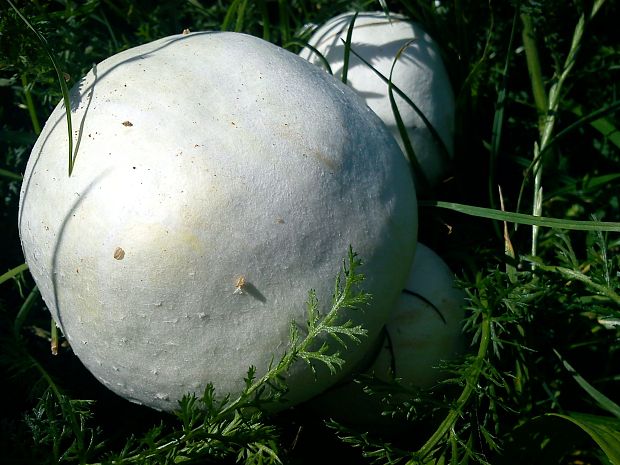 pečiarka Agaricus sp.