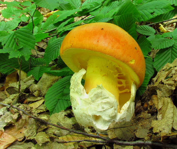 muchotrávka cisárska Amanita caesarea (Scop.) Pers.