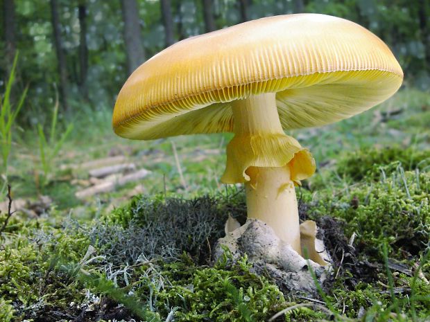 muchotrávka cisárska Amanita caesarea (Scop.) Pers.