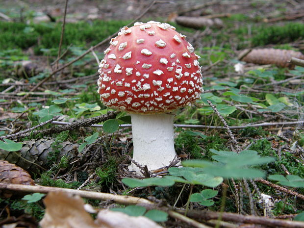 muchotrávka červená Amanita muscaria (L.) Lam.