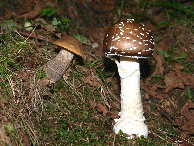 muchotrávka tigrovaná Amanita pantherina (DC.) Krombh.