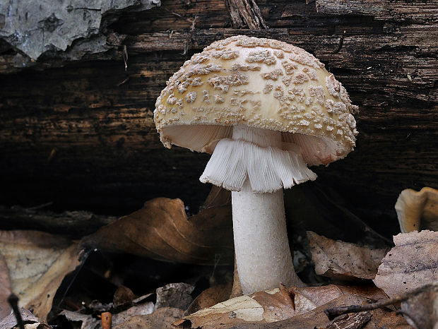 muchotrávka červenkastá Amanita rubescens Pers.