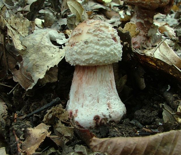 muchotrávka červenkastá Amanita rubescens Pers.