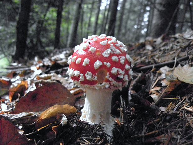 muchotrávka Amanita sp.