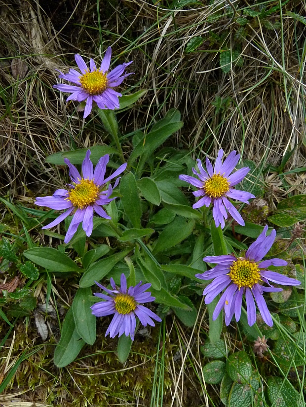 astra alpínska Aster alpinus L.