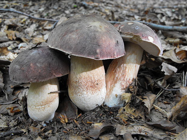 hríb bronzový Boletus aereus Bull. ex Fr.