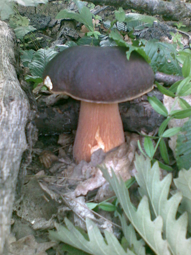 hríb bronzový Boletus aereus Bull. ex Fr.